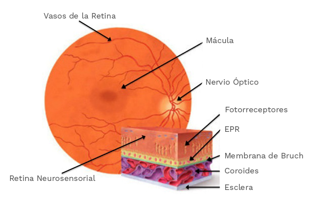Anatomía De La Retina 9352